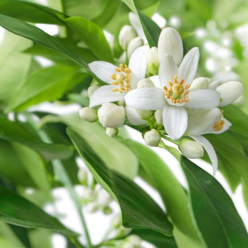 Neroli
