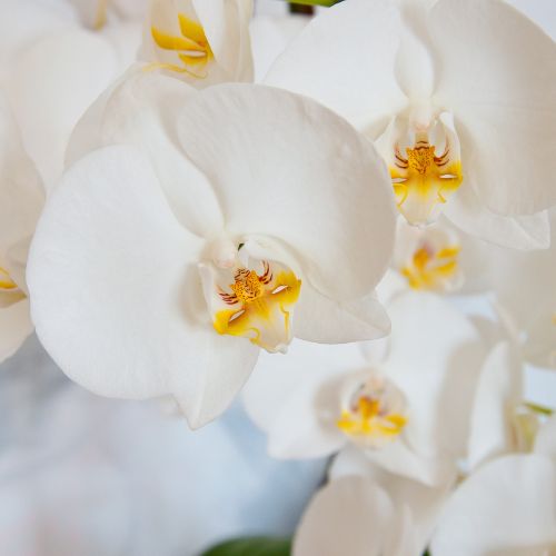 Note de tete Orchidée