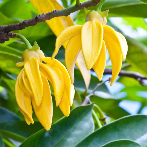 Ylang Ylang